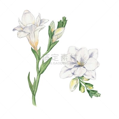 小苍兰,绘画插图,美,艺术,俄罗斯,花束,花蕾,植物,花头,季节
