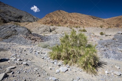 白杨山区,莫哈韦沙漠,公园,水平画幅,无人,户外,美洲,美国西南部,彩色图片,山