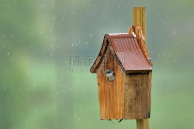 小鸟,树燕,自然,湿,房屋,野生动物,环境,小鸟笼,图像,天气