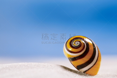 沙子,白色,海滩,贝壳,明亮,萨拉索塔,鹦鹉螺,水,天空,美
