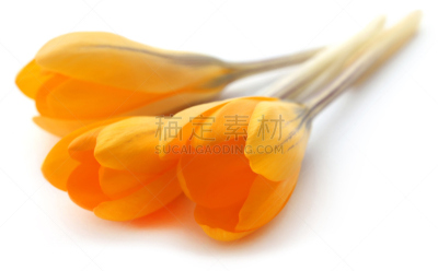 番红花属,黄色,自然,美,水平画幅,无人,特写,海笋,花蕾,孟加拉