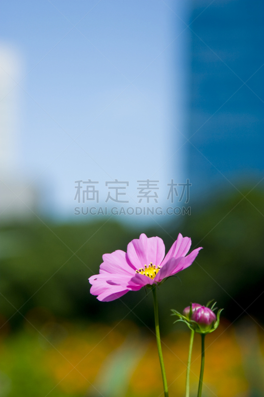 大波斯菊,垂直画幅,植物,秋天,无人,粉色,滨离宫园,汐留区,摄影,花