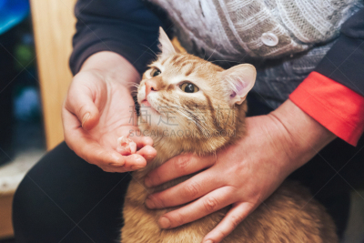 姜黄色的猫,宠物,图像,猫,动物相关的职业,猫科动物,哺乳纲,动物,手,背景