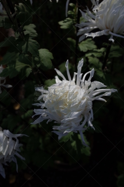 白色,菊花,江户时代,传统,清新,仅一朵花,枝繁叶茂,自然美,植物,户外