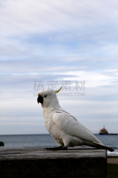 粉红凤头鹦鹉,美冠鹦鹉,白色,自然,垂直画幅,水,天空,无人,鸟类,鹦鹉