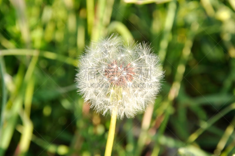 蒲公英,草地,水平画幅,灯丝,无人,干的,野生植物,草,仅一朵花,草药