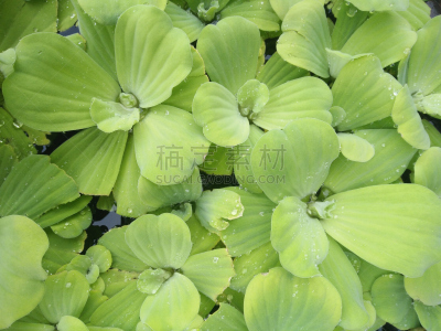 浮萍,自然,水,水平画幅,绿色,无人,户外,草,池塘,亚洲