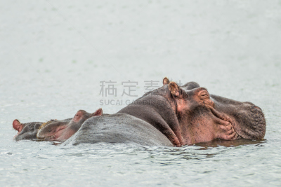 奈瓦沙,湖,肯尼亚,河马,水,自然,野生动物,灰色,国家公园,水平画幅