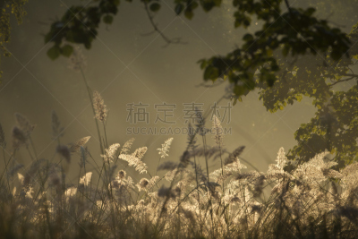 早晨,草,南美大草原,轻的,特莱,奇旺,自然,水平画幅,地形,无人