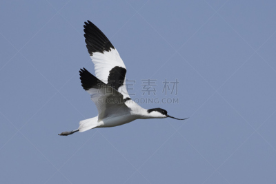 长嘴鳄脚,自然,野生动物,水平画幅,反嘴鹬,动物,鸟类,丹麦,斯堪的纳维亚半岛,摄影