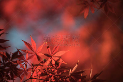 新宿御苑,秋天,日本,东京,自然,天空,公园,水平画幅,地形,无人
