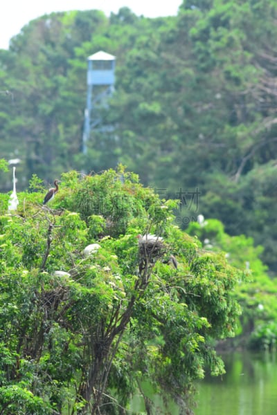 三色苍鹭,柏树,鸟巢,朱鹭,背景,火警观察塔,白朱鹭,观测点,观鸟,自然