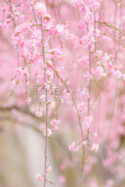 梅花,垂直画幅,红色,春天,无人,日本,枇杷,三重县,东海区,花