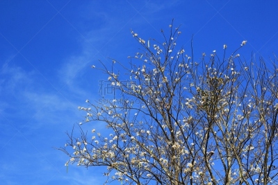 紫金花,背景,蓝色,天空,自然,水平画幅,生物,秋天,真菌性口炎,红杉