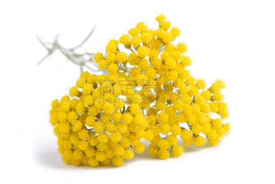 蜡菊,黄色,自然,美,水平画幅,无人,健康保健,永远,草本,花束