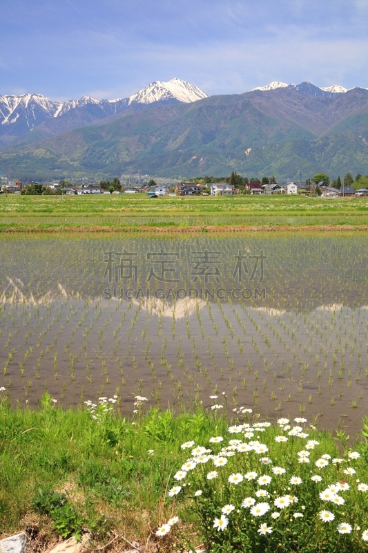 稻田,安昙野,飞驒山脉,日本阿尔卑斯山脉,长野县,茼蒿菊,垂直画幅,水,里山,雪