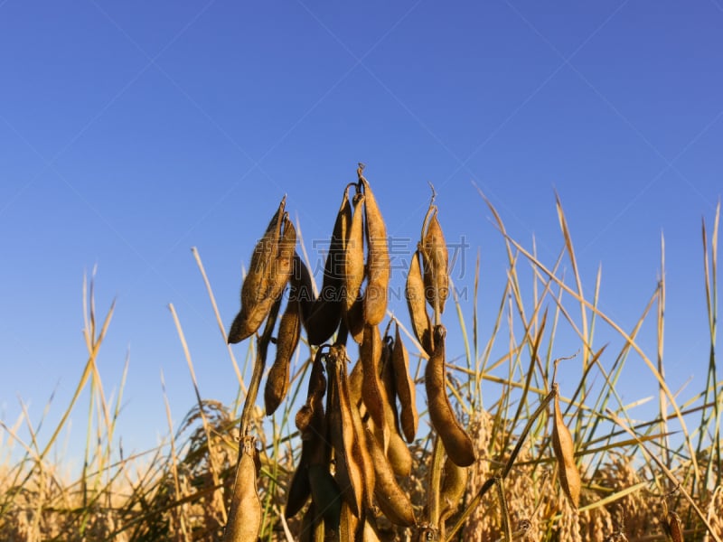 A Beanstalk