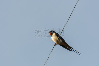 金属丝,家燕,电缆,自然,野生动物,水平画幅,生物,鸟类,动物学,野外动物