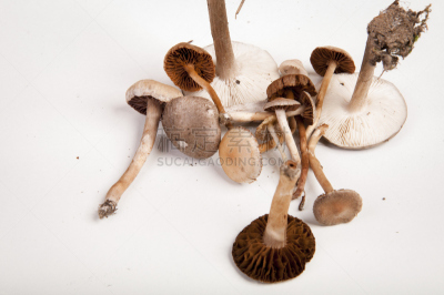 蘑菇,有毒物质,褐色,水平画幅,无人,户外,生物学,草,特写,生长