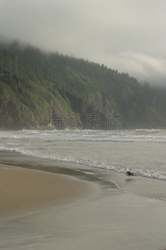 奥勒冈海滨,垂直画幅,海岸线,沙子,无人,鸟类,望角国际海岸,户外,太平洋,海鸥