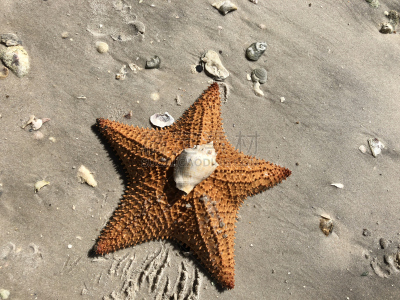 沙子,海星,橙色,巨大的,triton,水平画幅,水肺潜水,贝壳,软体动物,水下