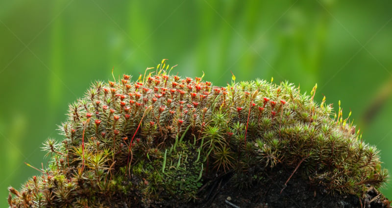 苔藓,地衣,堆,自然,水平画幅,绿色,山,小丘,无人,乌克兰