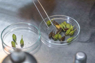 植物,微生物,实验室,技能,农业,科学实验,遗传研究,技术,泰国,细胞