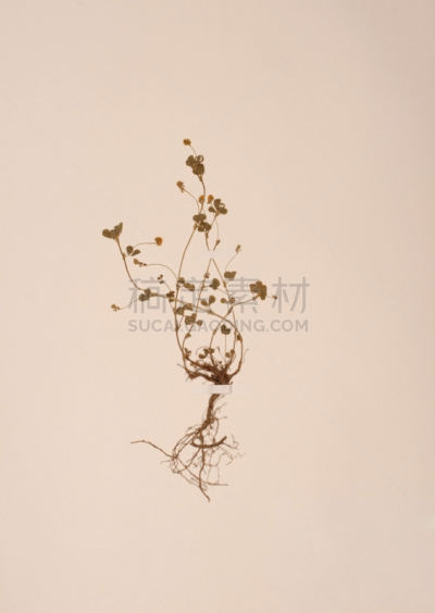 干花,垂直画幅,留白,艺术,无人,古典式,夏天,干的,特写,仅一朵花