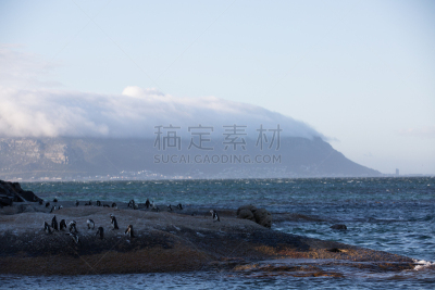 自然,野外动物,自由,濒危物种,快乐的大脚,野生动物,动物家庭,动物群,鸟类,巨石