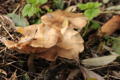 蘑菇,森林,褐色,自然,普通马勃,水平画幅,秋天,无人,户外,荷兰南部