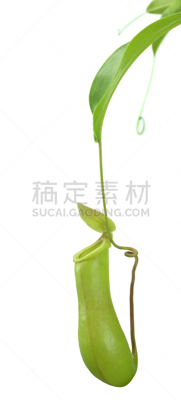垂直画幅,无人,全景,猪笼草,植物,彩色图片,植物学,叶子,肉食植物,花
