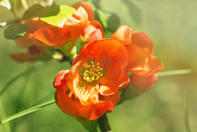 温柏,日本,红色,美,水平画幅,茶花,无人,户外,特写,明亮