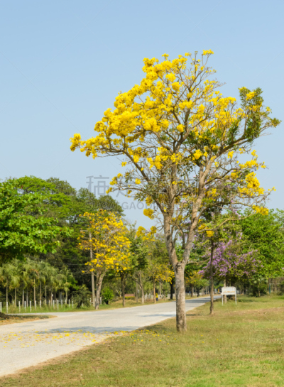 路,自然美,花朵,垂直画幅,天空,无人,户外,草,泰国,植物