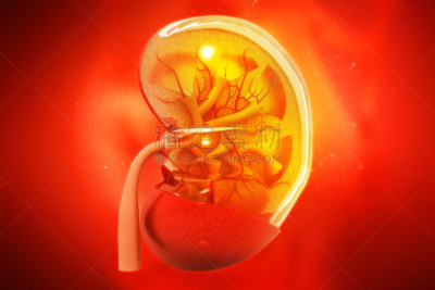 科学,人类肾脏,背景聚焦,横截面,泌尿系统,输尿管,肾上腺,肾脏