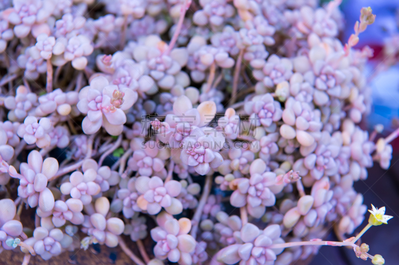 小的,多肉植物,石莲花,石蟹,长生花,景天属植物,景天科拟石莲花属植物,水平画幅,无人,园艺