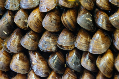 牡蛎,贻贝,海蚌,钹,海螺,水平画幅,软体动物,法式食品,海产,东方食品