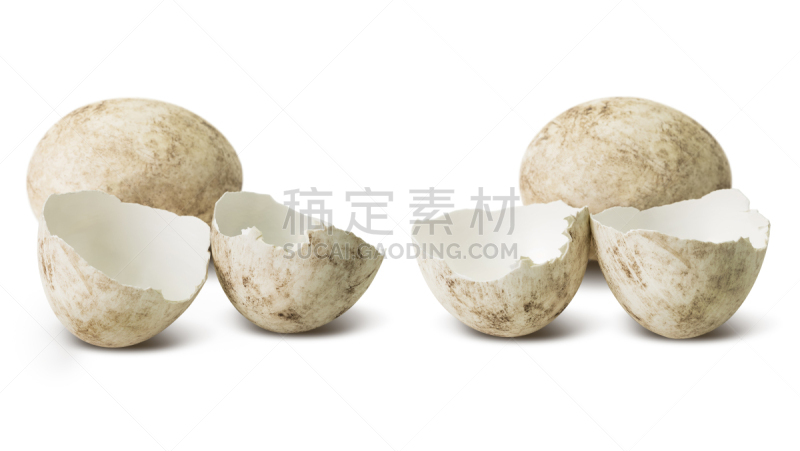 卵,坏掉的,组物体,水平画幅,无人,鸟类,古老的,泰国,动物主题,恐龙蛋