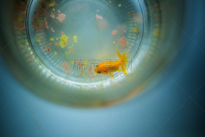 金鱼,食品,鱼食,超小号,玻璃鱼缸,鱼缸,人工饲养动物,水族馆,水,留白