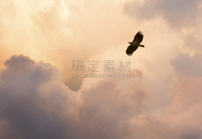 天空,云,黄昏,宏伟,草原鹰,美,褐色,食肉鸟,水平画幅,无人