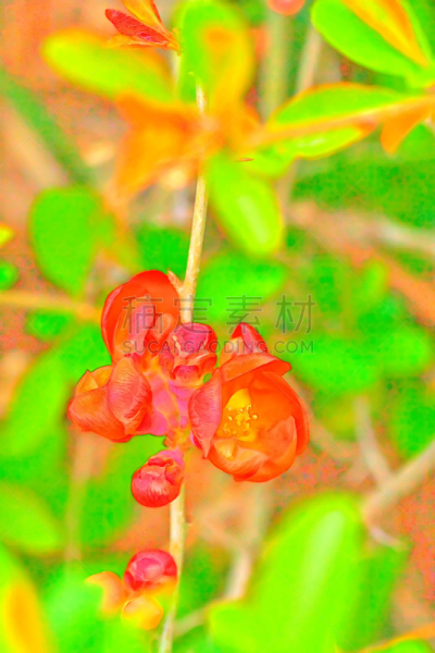温柏,春天,园林,皱皮木瓜,茶花,垂直画幅,美,夏天,户外,图像