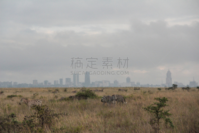 内罗毕,内罗毕国家公园,城市天际线,摄像机拍摄角度,斑马,野生动物,水平画幅,无人,户外,城市