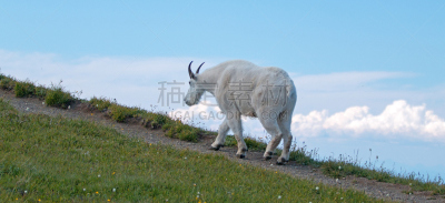 山,山羊,飓风,雄性动物,水平画幅,雪,动物身体部位,野外动物,夏天,户外
