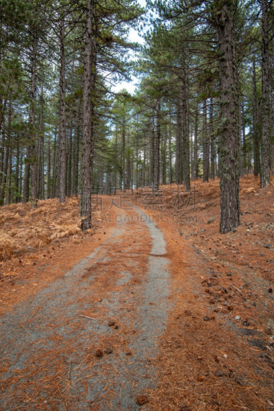 特罗多斯山区,地形,森林,塞浦路斯,寒冷,环境,橙色,霜,公园,小路