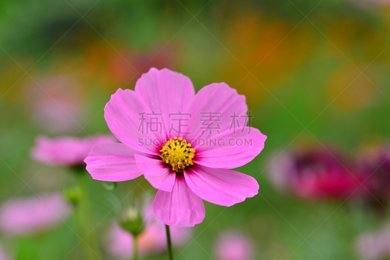 大波斯菊,自然,水平画幅,秋天,无人,色彩鲜艳,户外,仅一朵花,明亮,自然美