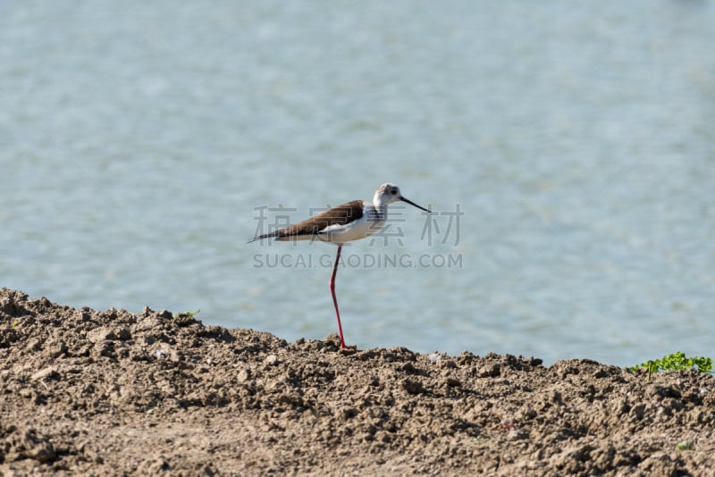 黑翅长脚鹬,black stork,水闸,鹤嘴鸟,矶鹞,鹳,湖岸,观鸟,水,水平画幅