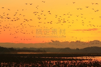 izunuma,黎明,环境,荷花,天鹅,水面,自然美,宫城县栗原市,鸟类,丘陵鹅