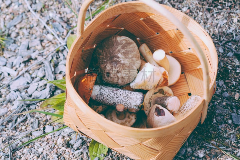 芬兰,食用菌,篮子,毒蘑菇,菌丝,蘑菇,松木,鸡油菌,野生植物,Porcini Mushroom