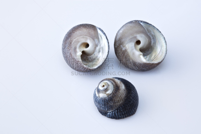 海洋,三只动物,法式蜗牛,滨螺,海蜗牛,盐滩,体育场,水,休闲活动,水平画幅
