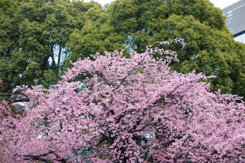 上野公园,樱桃树,美,公园,水平画幅,樱花,樱桃,无人,户外,特写