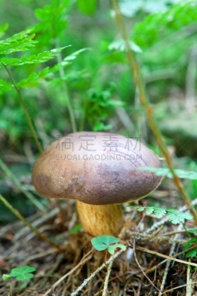 porcini mushroom,自然,垂直画幅,提举,秋天,蘑菇,拿着,夏天,户外,特写